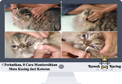Perhatikan! 8 Cara Membersihkan Mata Kucing dari Kotoran