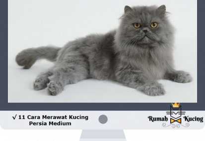 11 Cara Merawat Kucing Persia Medium