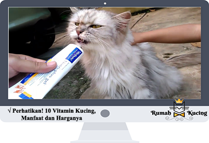 Perhatikan! 10 Vitamin Kucing, Manfaat dan Harganya