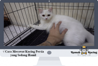 Cara Merawat Kucing Persia yang Sedang Hamil