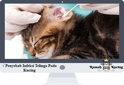 Penyebab Infeksi Telinga Pada Kucing