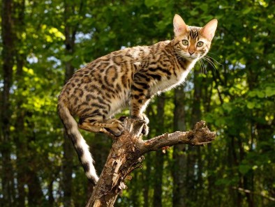 Panthera besar jenis onca kucing 50 Jenis