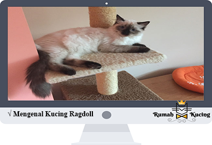 Kucing Ragdoll
