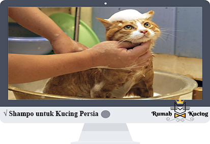 Shampo-untuk-Kucing-Persia