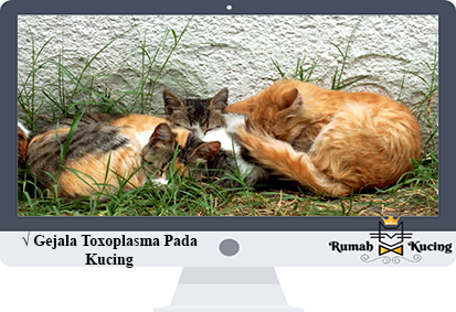 Gejala-Toxoplasma-Pada-Kucing