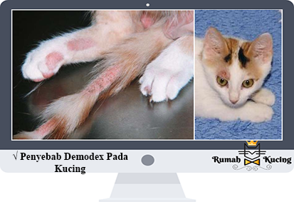 Penyebab-Demodex-Pada-Kucing