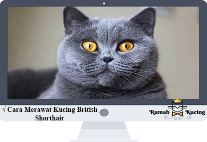 Cara-Merawat-Kucing-British-Shorthair