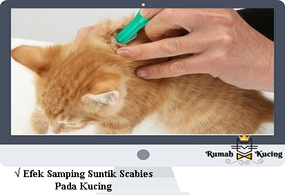 Efek-Samping-Suntik-Scabies-Pada-Kucing