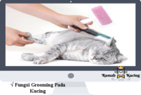 Fungsi-Grooming-Pada-Kucing