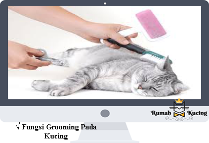 Fungsi-Grooming-Pada-Kucing
