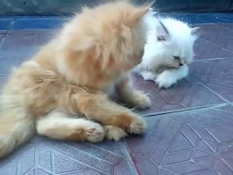 Kucing-Anggora-Kitten-Persilangan