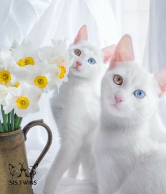 Kucing-Anggora-Turkish-Odd-Eye