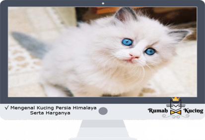 Kucing-Persia-Himalaya