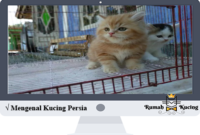 Mengenal-Kucing-Persia