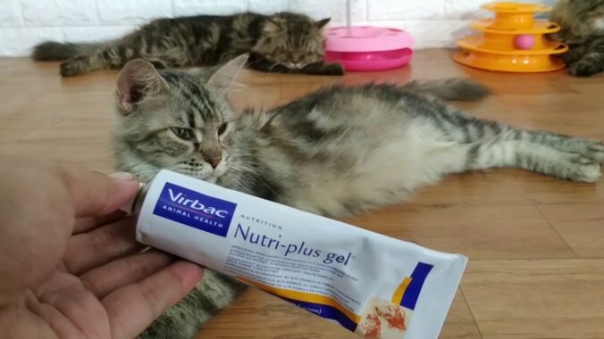 Vitamin untuk kucing sakit tidak mau makan