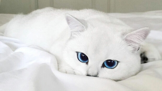 Mata kucing Anggora