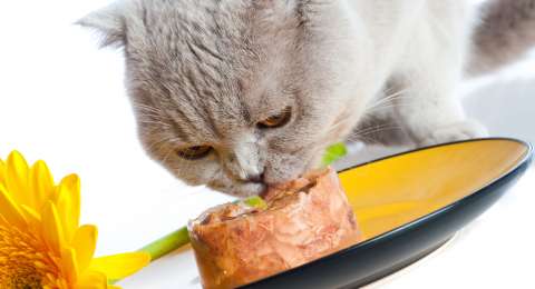 Pancing Nafsu Makan Si Kucing