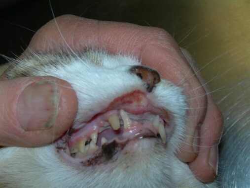 Sakit mulut pada kucing