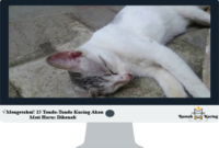 Tanda-Tanda-Kucing-Akan-Mati