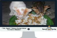 Bahaya-Kucing-Makan-Nasi