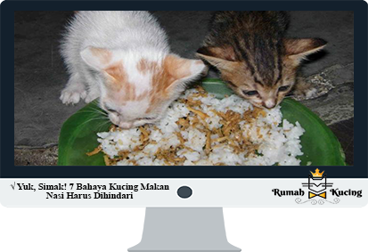Bahaya-Kucing-Makan-Nasi