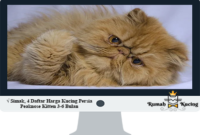 Harga-Kucing-Persia-Peaknose-Kitten