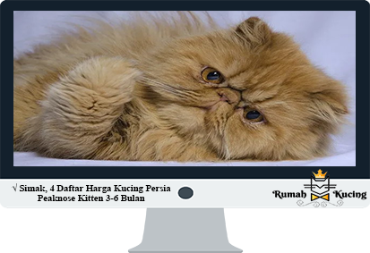Harga-Kucing-Persia-Peaknose-Kitten