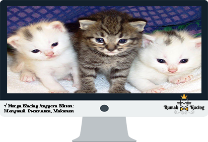 Harga-Kucing-Anggora-Kitten