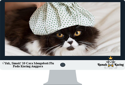 Cara-Mengobati-Flu-Pada-Kucing-Anggora