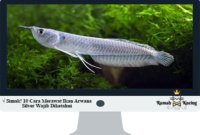 Cara-Merawat-Ikan-Arwana-Silver