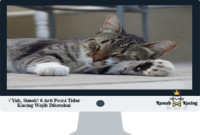 Arti-Posisi-Tidur-Kucing