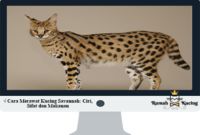 Cara-Merawat-Kucing-Savannah