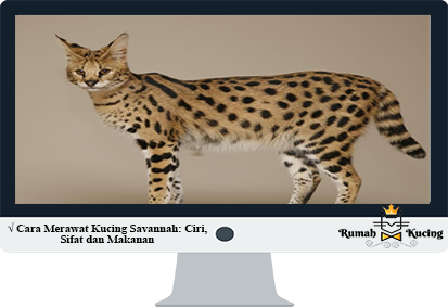 Cara-Merawat-Kucing-Savannah