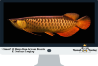 Harga-Ikan-Arwana