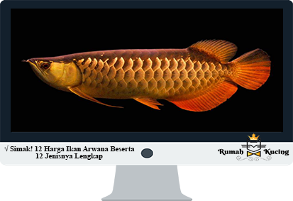 Harga-Ikan-Arwana