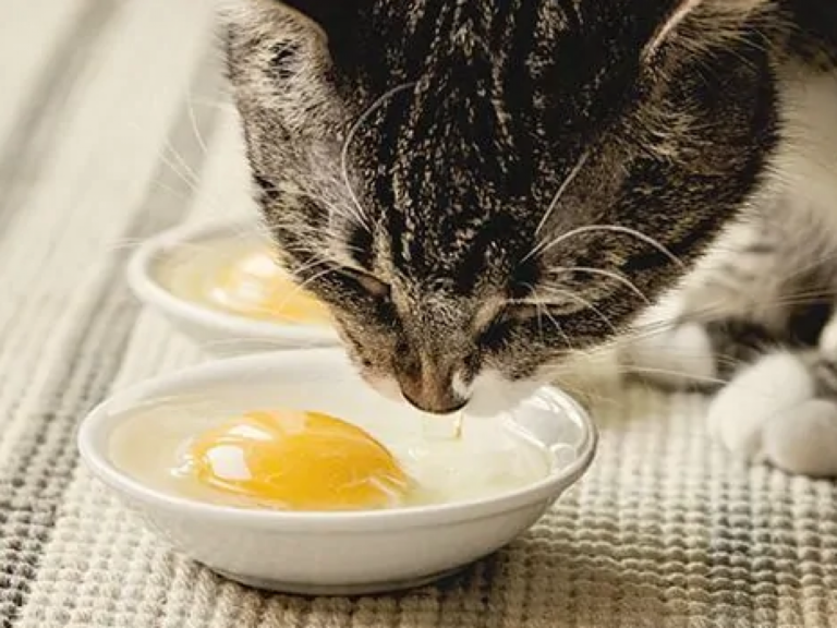 Яйцо кошке можно вареное. Кот кушает. Кошка ест яйцо вареное. Кошка ест яичницу.