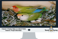 Tanda-Telur-Lovebird-Tidak-Menetas